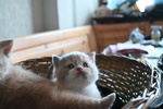 Cuccioli British Shorthair con Pedigree - Foto n. 3