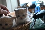 Cuccioli British Shorthair con Pedigree - Foto n. 4
