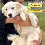 🐶 Altra Razza Femmina di 10 mesi in Adozione a Latina (lt) e in Tutta Italia da Associazione Animali