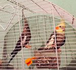 Altri uccelli in vendita a Baone (PD) da privato