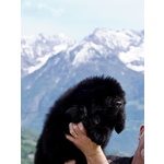 Cuccioli Terranova Disponibili - Foto n. 5