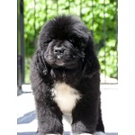 Cuccioli Terranova Disponibili - Foto n. 6