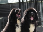 Cuccioli Terranova Disponibili - Foto n. 7