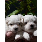 🐶 Maltese Maschio di 7 Settimane (cucciolo) in Vendita a Gignod (ao) e in Tutta Italia da Allevamento