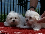 Cucciolo Maltese Disponibile - Foto n. 3