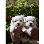 Cucciolo Maltese Disponibile - Foto n. 4