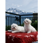 Cucciolo Maltese Disponibile - Foto n. 5