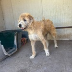 Lollo 9 anni Cerca casa - Tanti anni Passati in Canile - in Adozione!! - Foto n. 2