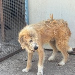 Lollo 9 anni Cerca casa - Tanti anni Passati in Canile - in Adozione!! - Foto n. 3
