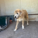 Lollo 9 anni Cerca casa - Tanti anni Passati in Canile - in Adozione!! - Foto n. 4