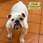 🐶 Bulldog Inglese Femmina di 2 anni e 4 mesi in Adozione a Latina (lt) da Associazione Animali