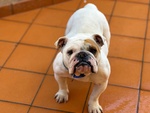 Polda - Bulldog Inglese Cerca casa - in Adozione - Foto n. 2