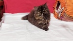 🐱 Persiano Femmina in Vendita a Torino (to) e in Tutta Italia da Privato