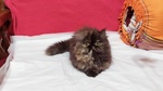 Cuccioli di Persiano - Foto n. 2
