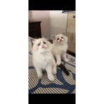 🐱 Ragdoll in Vendita a Chieri (to) e in Tutta Italia da Privato