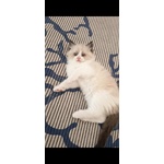 Cuccioli Ragdoll - Foto n. 2