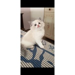 Cuccioli Ragdoll - Foto n. 3