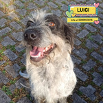 🐶 Altra Razza maschio di 3 anni e 4 mesi in adozione a Latina (LT) e in tutta Italia da associazione animali