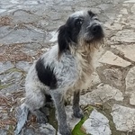 Luigi Dolce Cagnolino 3 anni e Mezzo Cerca casa - in Adozione - Foto n. 2
