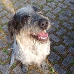 Luigi Dolce Cagnolino 3 anni e Mezzo Cerca casa - in Adozione - Foto n. 3