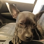 Mya Dolce Cucciolina 8 mesi Cerca casa - Adozione Incrocio Bouledogue Francese e Chihuahua - Foto n. 2