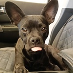 Mya Dolce Cucciolina 8 mesi Cerca casa - Adozione Incrocio Bouledogue Francese e Chihuahua - Foto n. 3