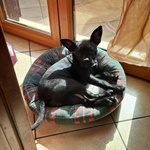 Mya Dolce Cucciolina 8 mesi Cerca casa - Adozione Incrocio Bouledogue Francese e Chihuahua - Foto n. 4