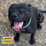 🐶 Altra Razza Femmina di 4 anni in Adozione a Latina (lt) e in Tutta Italia da Associazione Animali