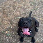 Sparta Cagnolina 4 anni Cerca casa - in Adozione - Foto n. 2