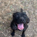 Sparta Cagnolina 4 anni Cerca casa - in Adozione - Foto n. 3
