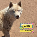 🐶 Husky Maschio di 1 anno in Adozione a Latina (lt) e in Tutta Italia da Associazione Animali