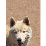 Ares - Siberian Husky 1 anno Cerca casa - in Adozione - Foto n. 2