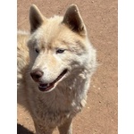 Ares - Siberian Husky 1 anno Cerca casa - in Adozione - Foto n. 3