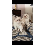 🐱 Ragdoll in Vendita a Chieri (to) e in Tutta Italia da Privato