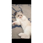 Cuccioli Ragdoll - Foto n. 2
