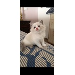 Cuccioli Ragdoll - Foto n. 3