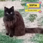 🐱 Altra Razza Femmina di 16 anni e 5 mesi in Adozione a Latina (lt) e in Tutta Italia da Associazione Animali