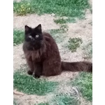 Sofia Dolce Gattina Cerca casa - Adozione Micina 12 Anni - Foto n. 2