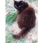 Sofia Dolce Gattina Cerca casa - Adozione Micina 12 Anni - Foto n. 3