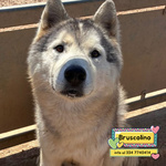 🐶 Husky maschio di 5 anni in adozione a Latina (LT) e in tutta Italia da associazione animali
