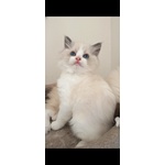 🐱 Ragdoll femmina in vendita a Chieri (TO) e in tutta Italia da privato