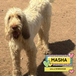 🐶 Spinone Femmina di 10 mesi in Adozione a Latina (lt) e in Tutta Italia da Associazione Animali