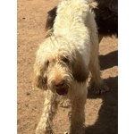 Masha Splendia Spinone Italiano 11 mesi Cerca Casa - Foto n. 2