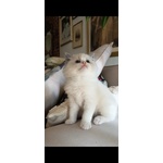 🐱 Ragdoll Femmina in Vendita a Chieri (to) e in Tutta Italia da Privato