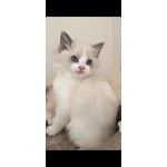 Cucciola Ragdoll - Foto n. 2