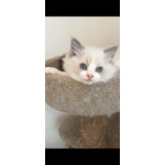Cucciola Ragdoll - Foto n. 3