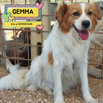 🐶 Altra Razza femmina di 3 anni e 5 mesi in adozione a Latina (LT) e in tutta Italia da associazione animali