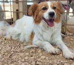 Gemma Dolce Cagnolina Taglia Medio Piccola Cerca casa - in Adozione - Foto n. 2