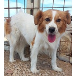 Gemma Dolce Cagnolina Taglia Medio Piccola Cerca casa - in Adozione - Foto n. 3