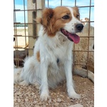 Gemma Dolce Cagnolina Taglia Medio Piccola Cerca casa - in Adozione - Foto n. 4